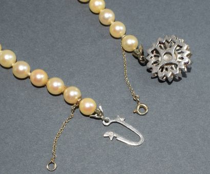 COLLAR of falling Akoya sea water cultured...