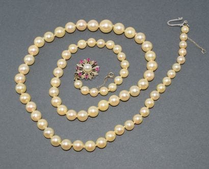 COLLAR of falling Akoya sea water cultured...