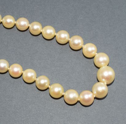 COLLAR of falling Akoya sea water cultured...