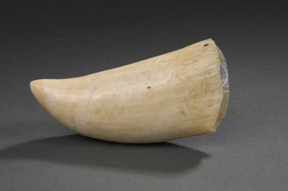 Dent de cachalot (Physeter macrocephalus)...