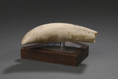 Dent de cachalot (Physeter macrocephalus)...