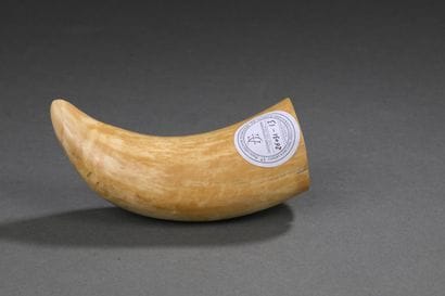 Dent de cachalot (Physeter macrocephalus)...