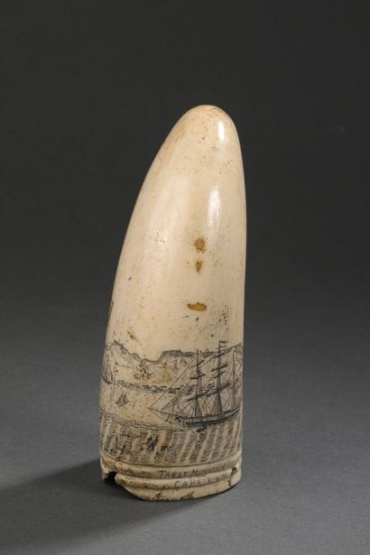 Dent de cachalot (Physeter macrocephalus)...