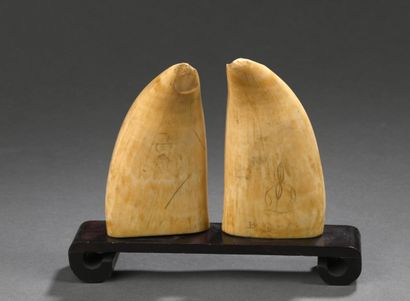 Paire de dent de cachalot (Physeter macrocephalus)...