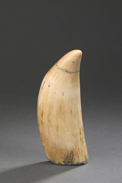 Importante dent de cachalot (Physeter macrocephalus),...