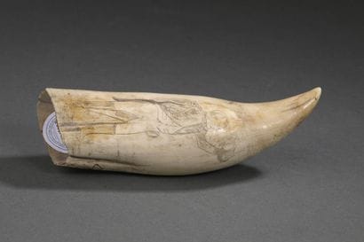 Dent de cachalot (Physeter macrocephalus)...