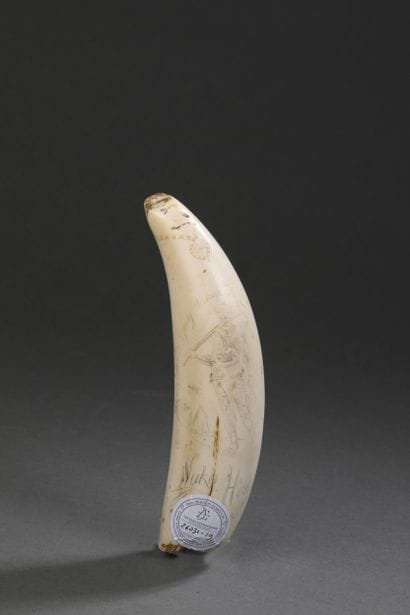 Dent de cachalot (Physeter macrocephalus)...