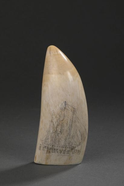 Dent de cachalot (Physeter macrocephalus)...