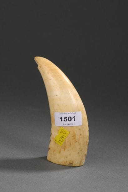 Dent de cachalot (Physeter macrocephalus)...