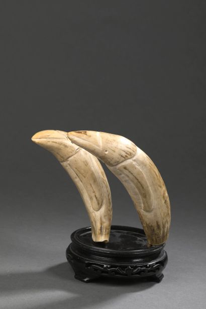 Paire de dents de cachalot (Physeter macrocephalus)...
