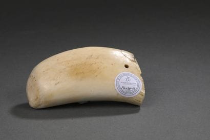 Dent de cachalot (Physeter macrocephalus)...