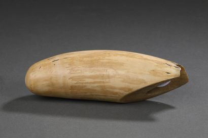 Dent de cachalot (Physeter macrocephalus)...