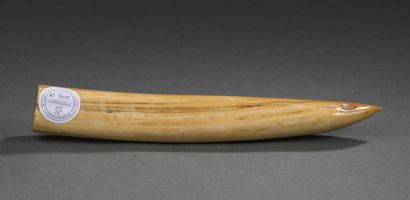 Défense de morse (Odobenus rosmarus divergens)...
