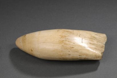 Dent de cachalot (Physeter macrocephalus)...