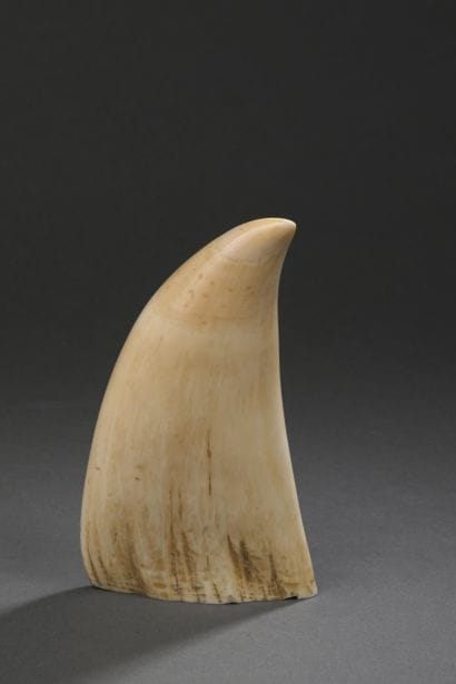 Importante dent de cachalot (Physeter macrocephalus)...