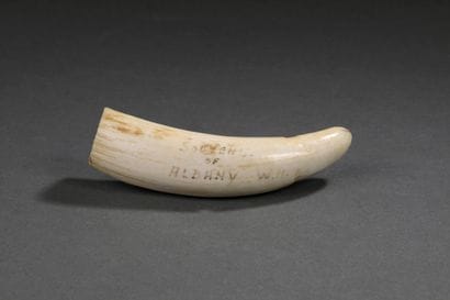 Dent de cachalot (Physeter macrocephalus)...