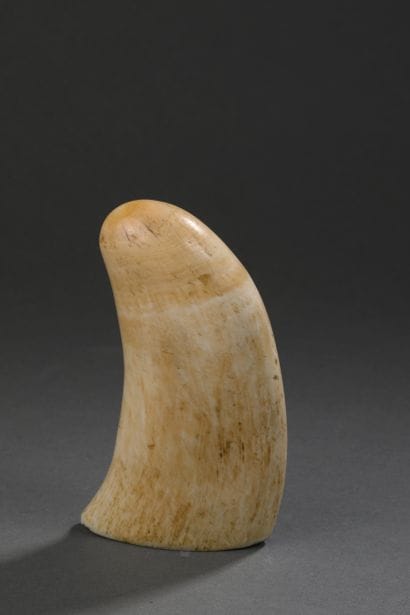 Dent de cachalot (Physeter macrocephalus)...