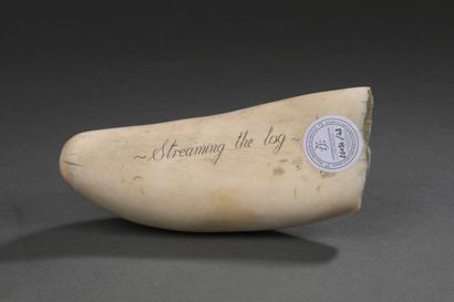 Dent de cachalot (Physeter macrocephalus)...