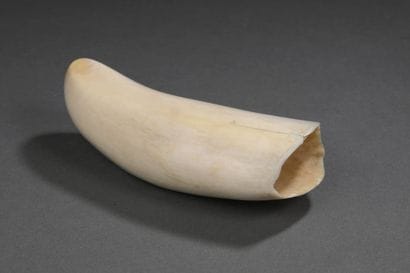 Dent de cachalot (Physeter macrocephalus)...