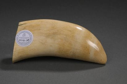 Dent de cachalot (Physeter macrocephalus)...