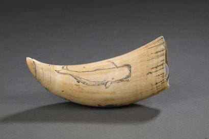 Dent de cachalot (Physeter macrocephalus)...