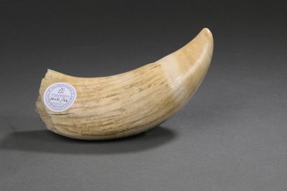 Dent de cachalot (Physeter macrocephalus)...