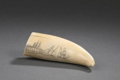 Dent de cachalot (Physeter macrocephalus)...