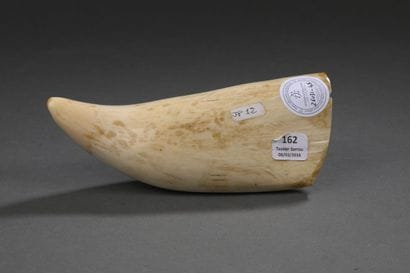 Dent de cachalot (Physeter macrocephalus)...