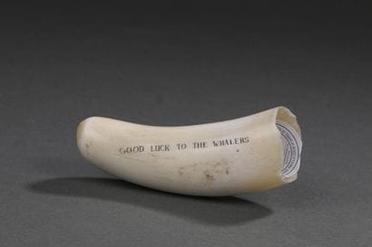 Dent de cachalot (Physeter macrocephalus)...