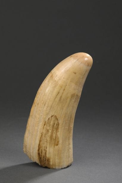 Importante dent de cachalot (Physeter macrocephalus)...