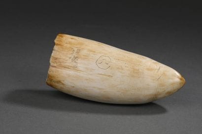 Dent de cachalot (Physeter macrocephalus)...