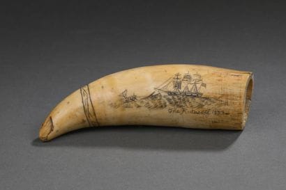 Dent de cachalot (Physeter macrocephalus)...