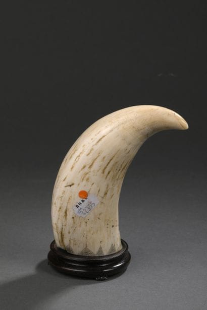 Dent de cachalot (Physeter macrocephalus)...