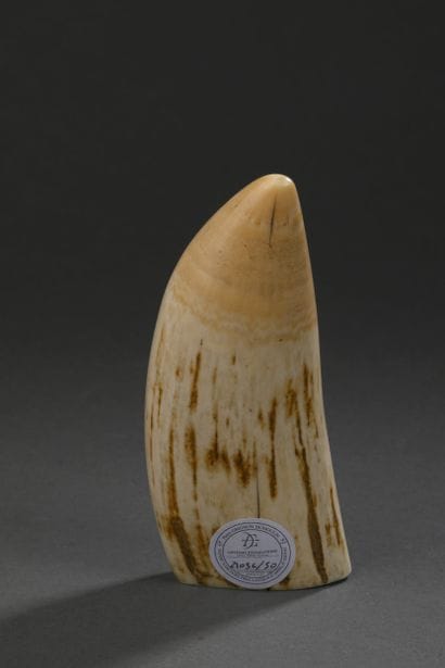 Dent de cachalot (Physeter macrocephalus)...