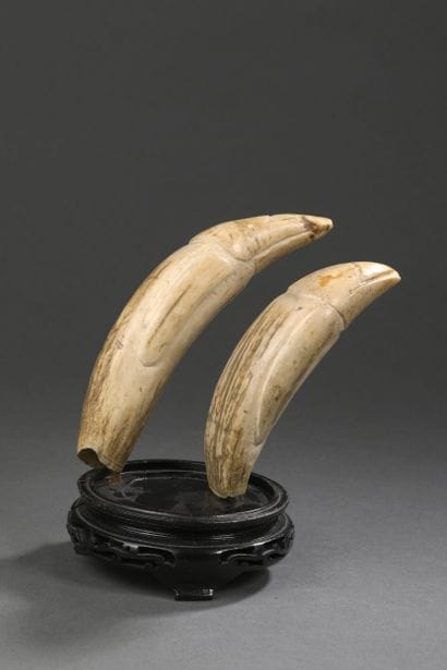 Paire de dents de cachalot (Physeter macrocephalus)...