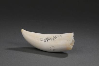 Dent de cachalot (Physeter macrocephalus)...