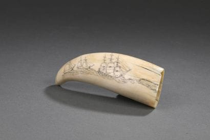 Dent de cachalot (Physeter macrocephalus)...