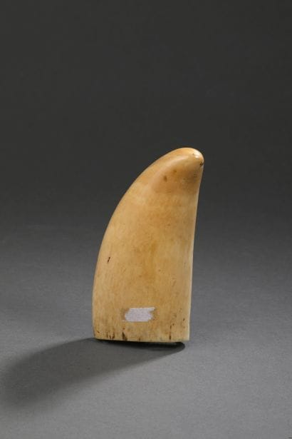 Dent de cachalot (Physeter macrocephalus)...