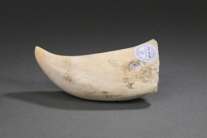 Dent de cachalot (Physeter macrocephalus)...