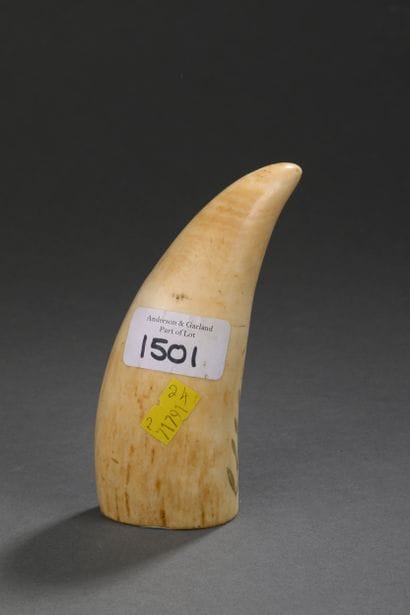 Dent de cachalot (Physeter macrocephalus)...