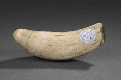 Dent de cachalot (Physeter macrocephalus)...