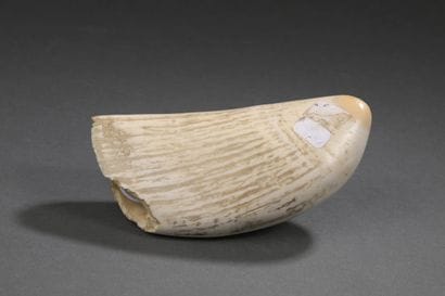 Dent de cachalot (Physeter macrocephalus)...