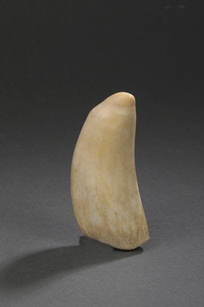 Dent de cachalot (Physeter macrocephalus)...