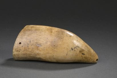Importante dent de cachalot (Physeter macrocephalus)...