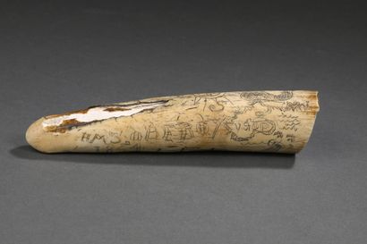 Dent de Morse polie et gravée en scrimshaw...