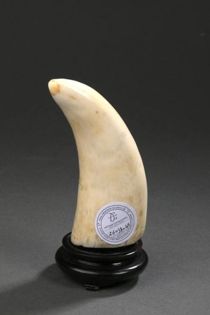 Dent de cachalot (Physeter macrocephalus)...