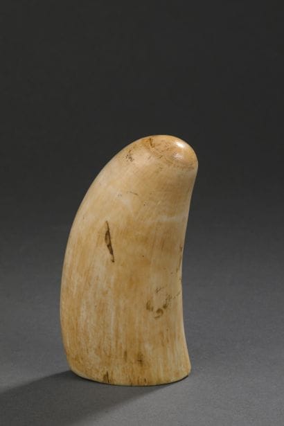 Dent de cachalot (Physeter macrocephalus)...