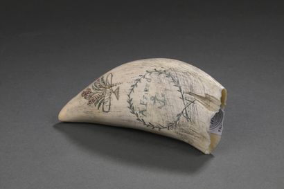 Dent de cachalot (Physeter macrocephalus)...
