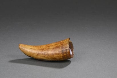 Dent de cachalot (Physeter macrocephalus)...