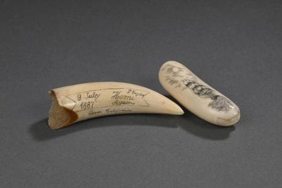 Deux Dents de cachalot (Physeter macrocephalus)...
